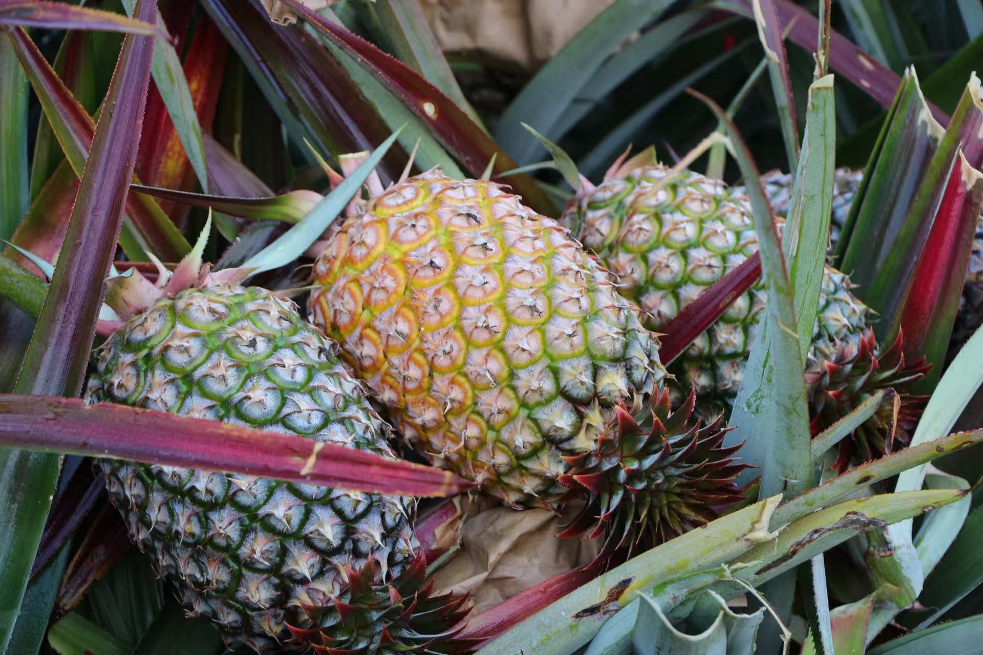 尊龙人生就是博首页鲜果金钻凤梨